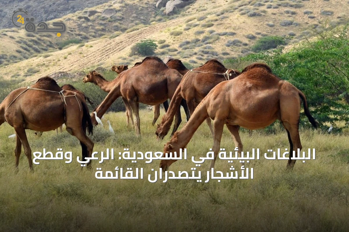البلاغات البيئية في السعودية: الرعي وقطع الأشجار يتصدران القائمة