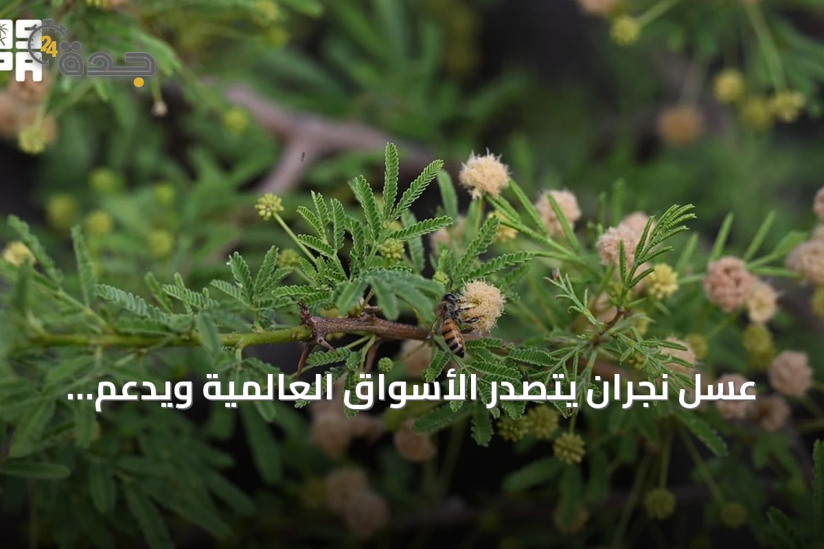 عسل نجران يتصدر الأسواق العالمية ويدعم الاقتصاد المحلي
