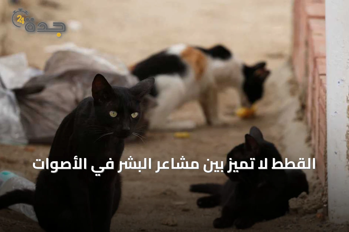 القطط لا تميّز بين مشاعر البشر في الأصوات