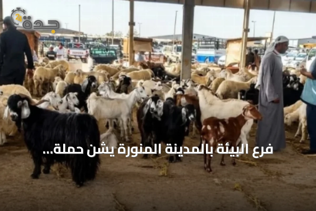 فرع البيئة بالمدينة المنورة يشن حملة تفتيشية وتوعوية لضبط أسواق الماشية