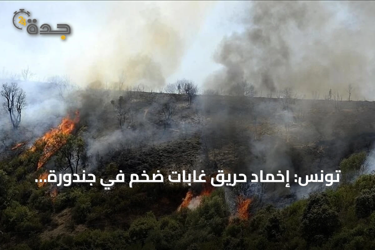تونس: إخماد حريق غابات ضخم في جندورة يلتهم أكثر من 30 هكتاراً
