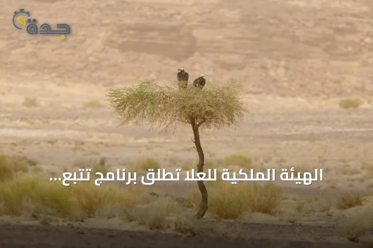 الهيئة الملكية للعُلا تطلق برنامج تتبع نسر الأذون بالتعاون مع كاوست