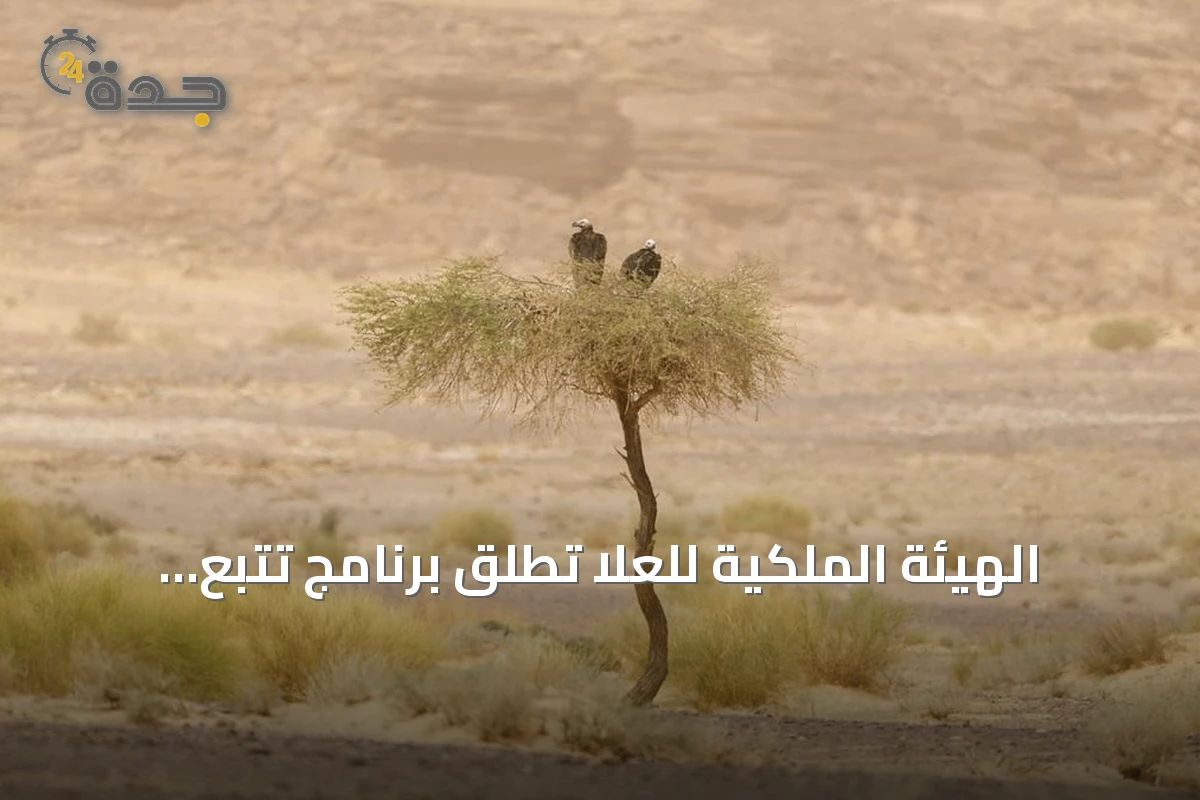 الهيئة الملكية للعُلا تطلق برنامج تتبع نسر الأذون بالتعاون مع كاوست
