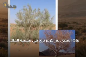نبات الغضى يبرز كرمز بري في محمية الملك سلمان 3 article 150986