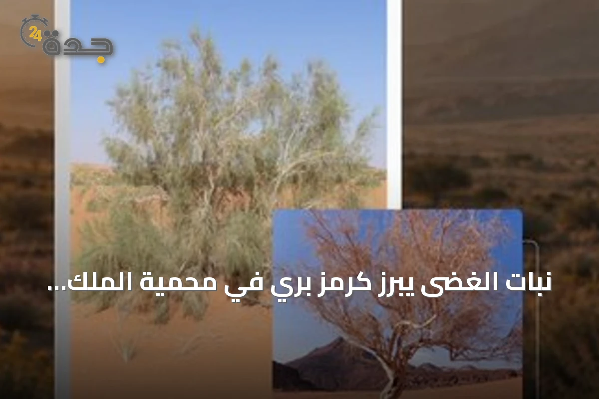 نبات الغضى يبرز كرمز بري في محمية الملك سلمان