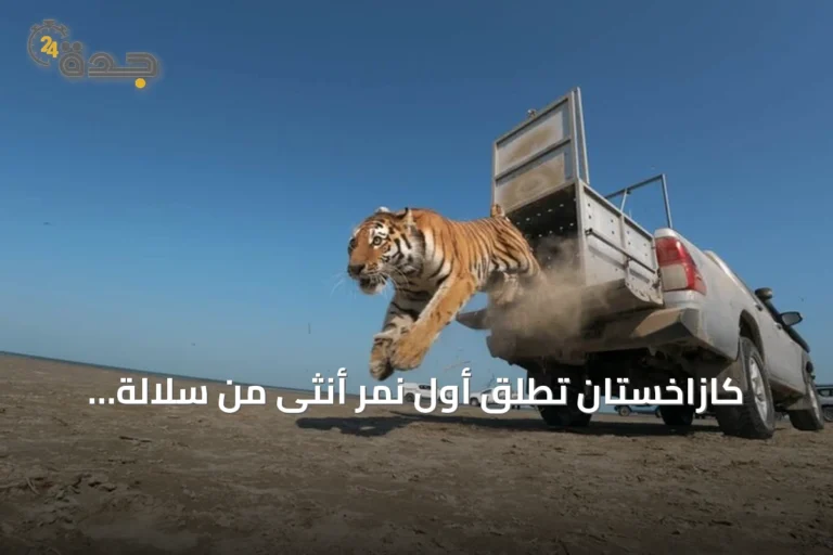 كازاخستان تُطلق أول نمر أنثى من سلالة آمور في محمية إيلي-بالخاش بعد غياب سبعين سنة
