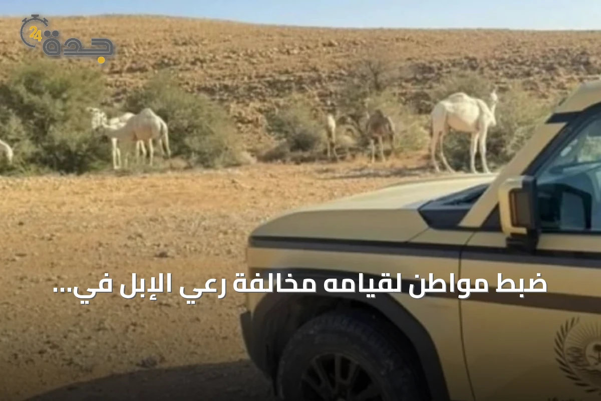 ضبط مواطن لقيامه مخالفة رعي الإبل في محمية الملك عبدالعزيز الملكية
