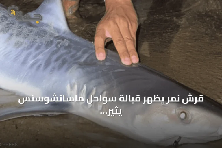 قرش نمر يظهر قبالة سواحل ماساتشوستس يثير تساؤلات بيئية 8 article 156543