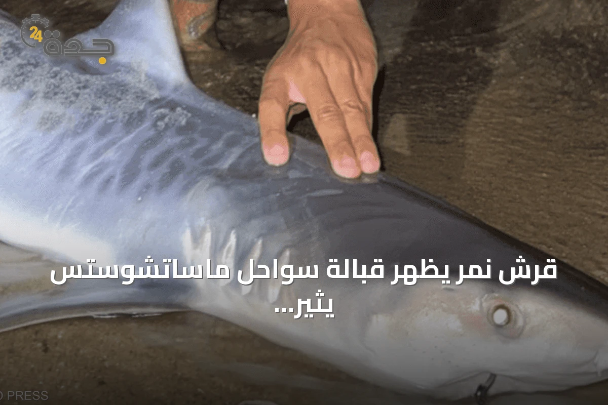 قرش نمر يظهر قبالة سواحل ماساتشوستس يثير تساؤلات بيئية