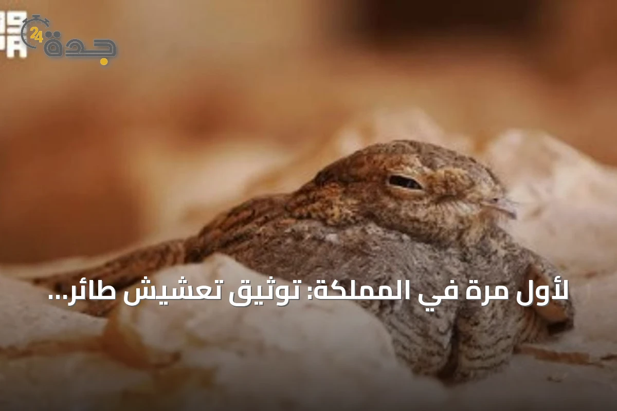 لأول مرة في المملكة: توثيق تعشيش طائر «السبد المصري» داخل محمية الملك عبدالعزيز الملكية