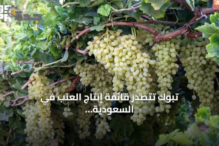 تبوك تتصدر قائمة إنتاج العنب في السعودية بـ 1.5 مليون شجرة ونسبة 40%