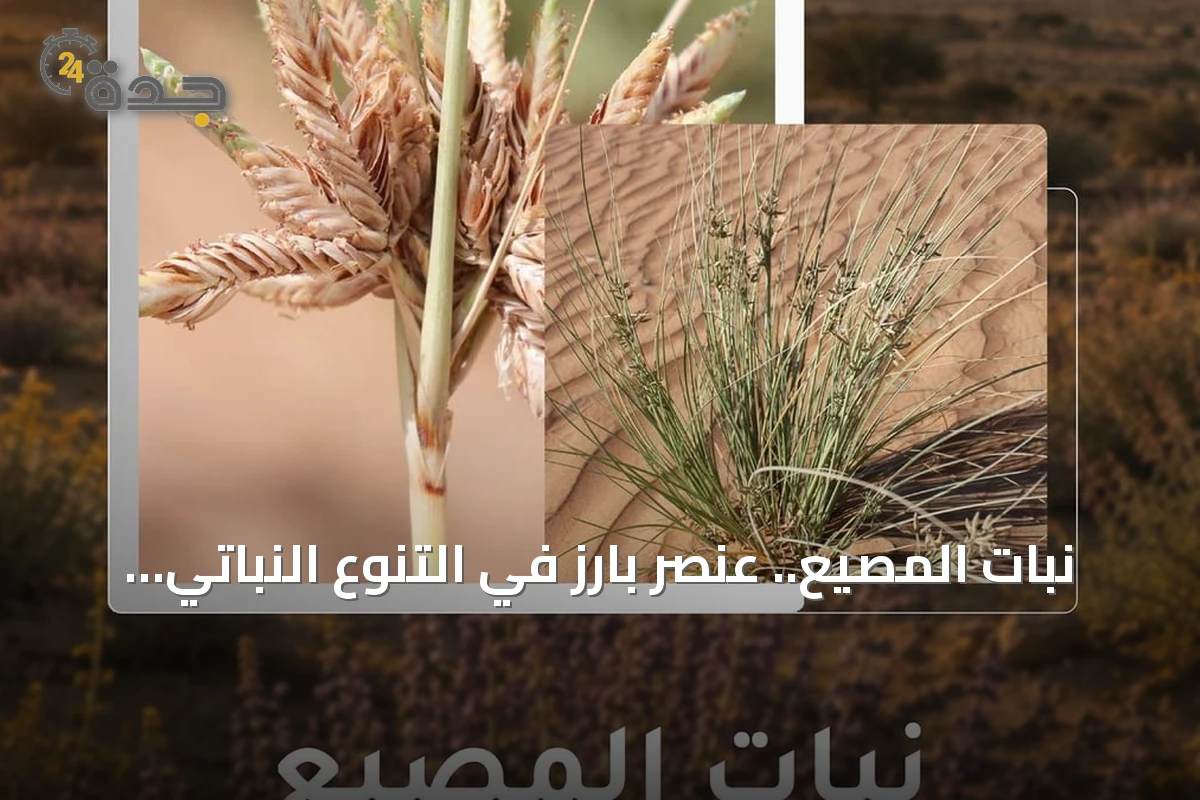 نبات المصيع.. عنصر بارز في التنوع النباتي بمحمية الملك سلمان الملكية بسكاكا