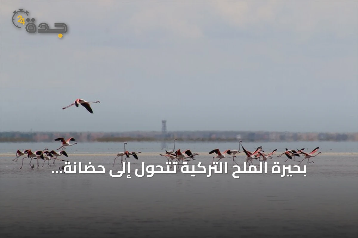 بحيرة الملح التركية تتحول إلى حضانة طبيعية لآلاف صغار طيور الفلامينغو