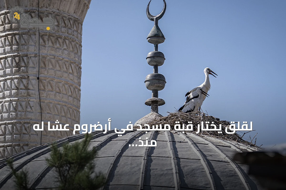 لقلق يختار قبة مسجد في أرضروم عشاً له منذ أربع سنوات