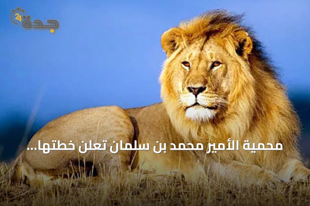 محمية الأمير محمد بن سلمان تُعلن خطتها لإعادة الأسد الآسيوي إلى البرية