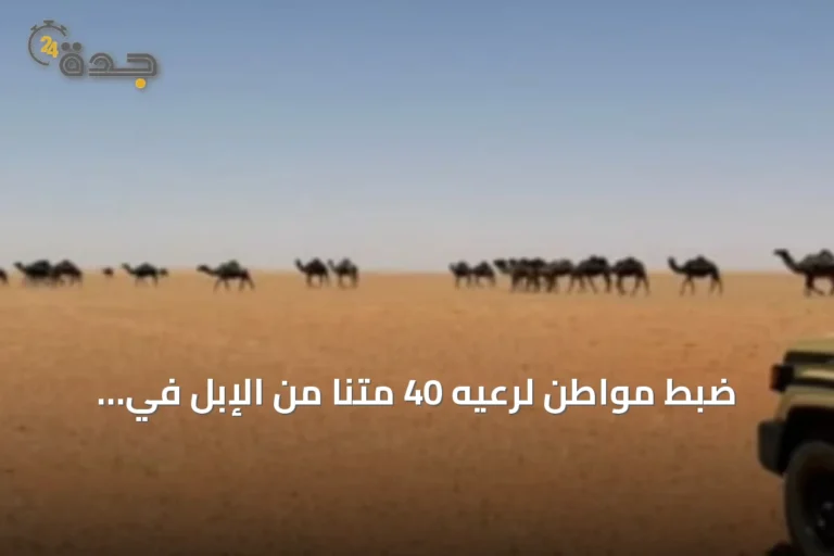 ضبط مواطن لرعيه 40 متنًا من الإبل في مواقع محمية الإمام تركي بن عبدالله الملكية 6 article 174302
