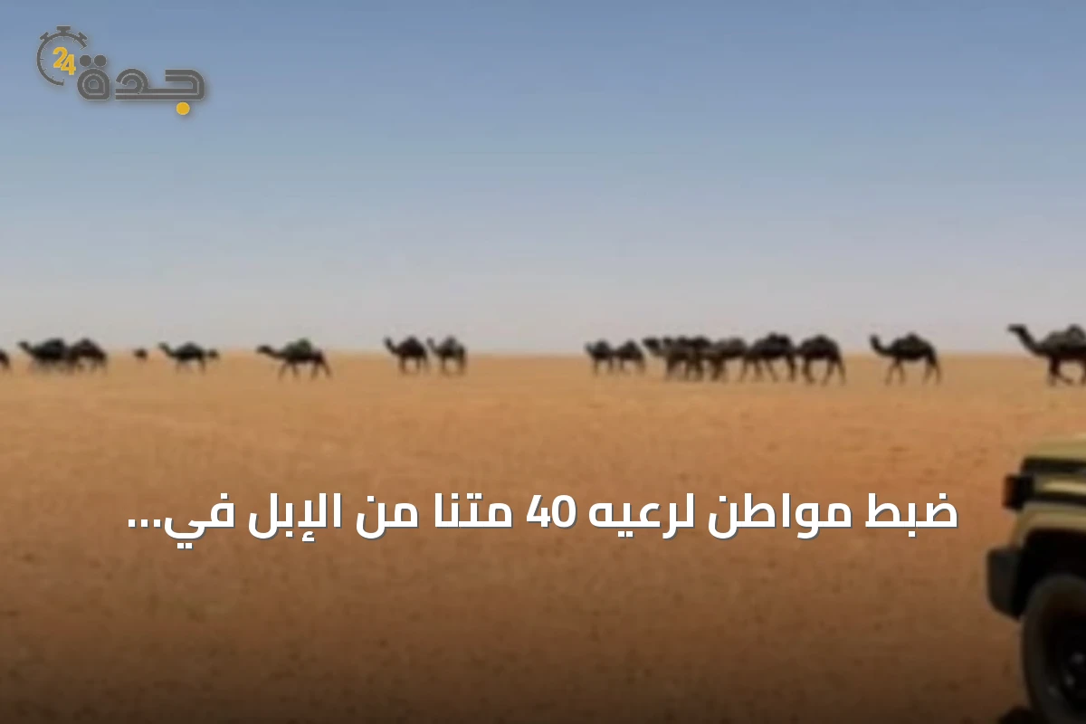 ضبط مواطن لرعيه 40 متنًا من الإبل في مواقع محمية الإمام تركي بن عبدالله الملكية