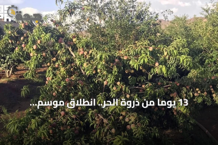 13 يوماً من ذروة الحر.. انطلاق موسم الكليبين في السعودية وارتباطه بنضج التمور
