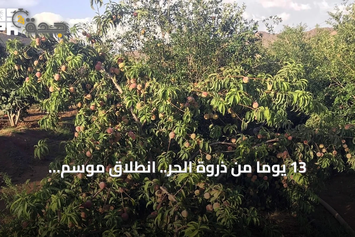 13 يوماً من ذروة الحر.. انطلاق موسم الكليبين في السعودية وارتباطه بنضج التمور