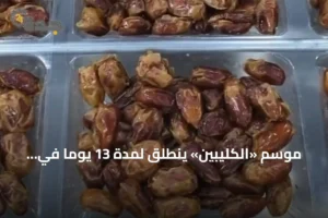 موسم «الكليبين» ينطلق لمدة 13 يوماً في ذروة الصيف مع نضوج التمور 2 article 178131