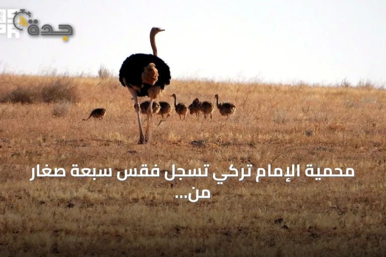 محمية الإمام تركي تسجل فقس سبعة صغار من النعام ذي الرقبة الحمراء في الربع الثاني من سنة 2026