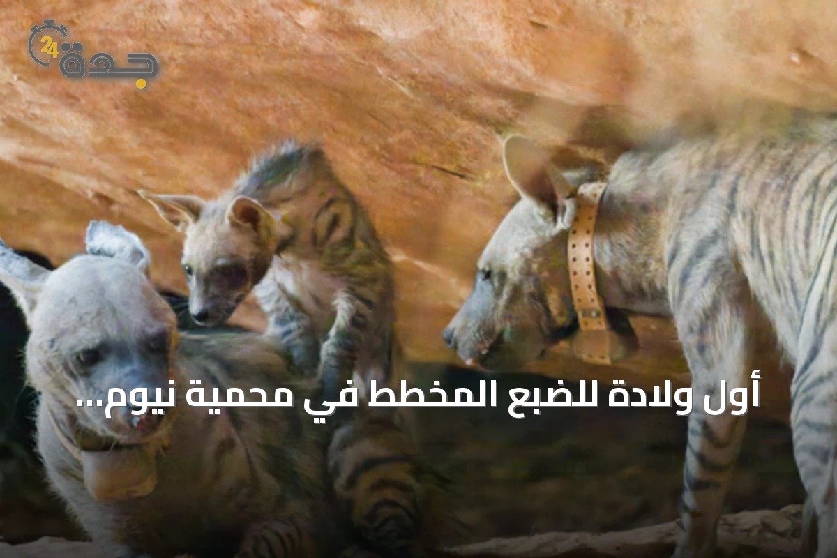 أول ولادة للضبع المخطط في محمية نيوم الطبيعية بعد إعادة التوطين