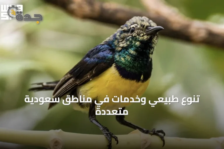 تنوع طبيعي وخدمات في مناطق سعودية متعددة