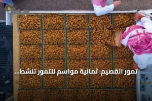 تمور القصيم: ثمانية مواسم للتمور تنشط الاقتصاد والسياحة بالمنطقة 4 article 198643
