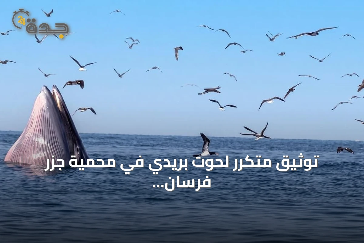 توثيق متكرر لحوت بريدي في محمية جزر فرسان يعزز مكانتها كوجهة للحياة الفطرية