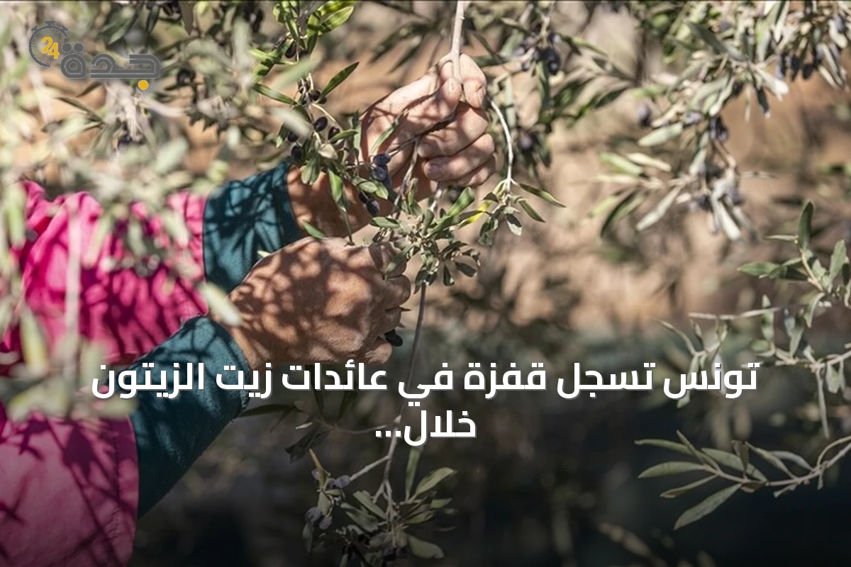 تونس تسجل قفزة في عائدات زيت الزيتون خلال تسعة أشهر