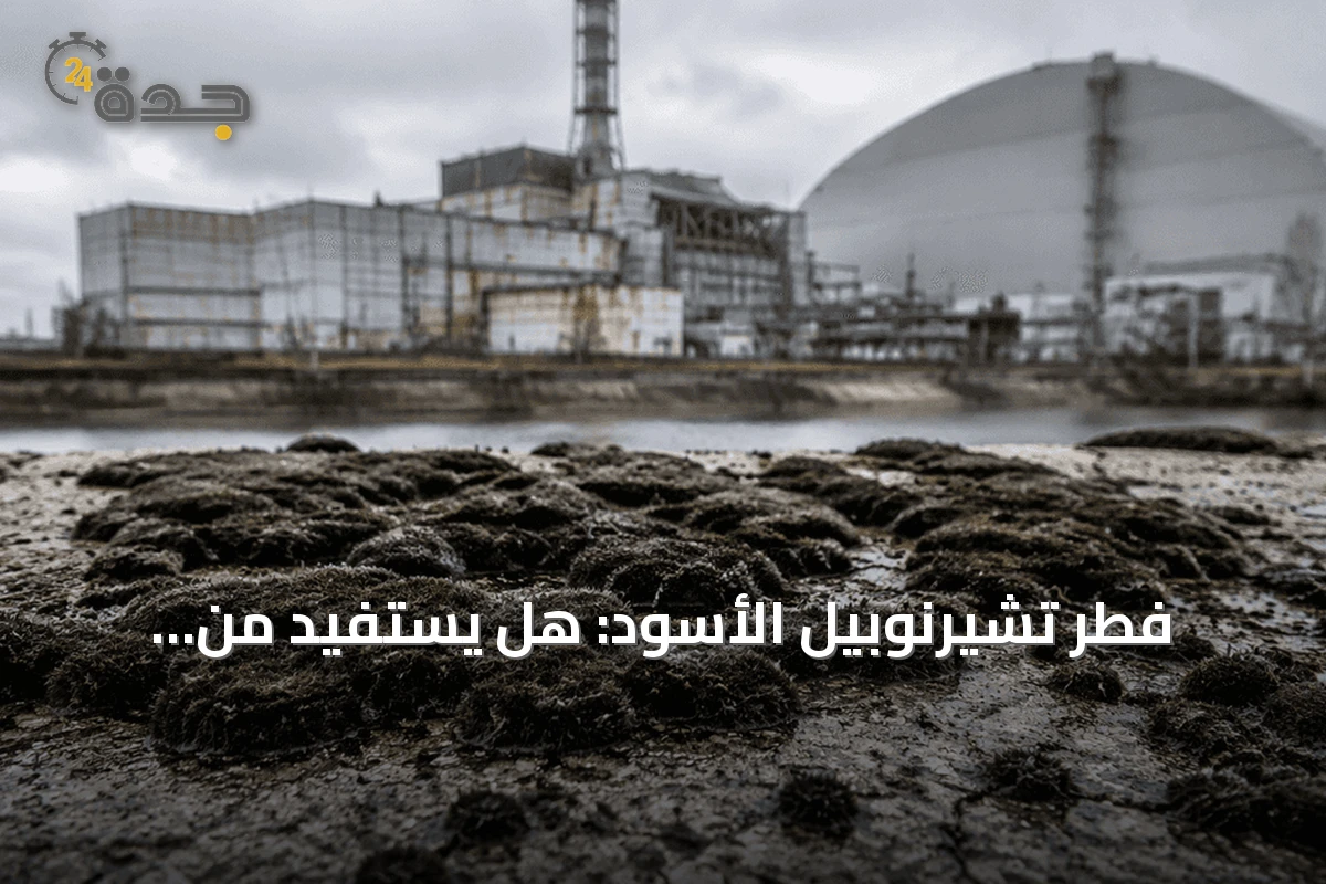 فطر تشيرنوبيل الأسود: هل يستفيد من الإشعاع أم مجرد مقاومة؟