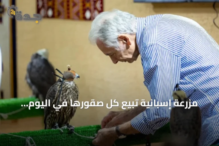 مزرعة إسبانية تبيع كل صقورها في اليوم الأول للمزاد العالمي 2026