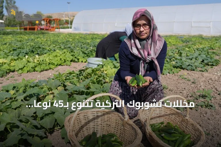 مخللات تشوبوك التركية تتنوع بـ45 نوعًا وتسعى للانتشار العالمي