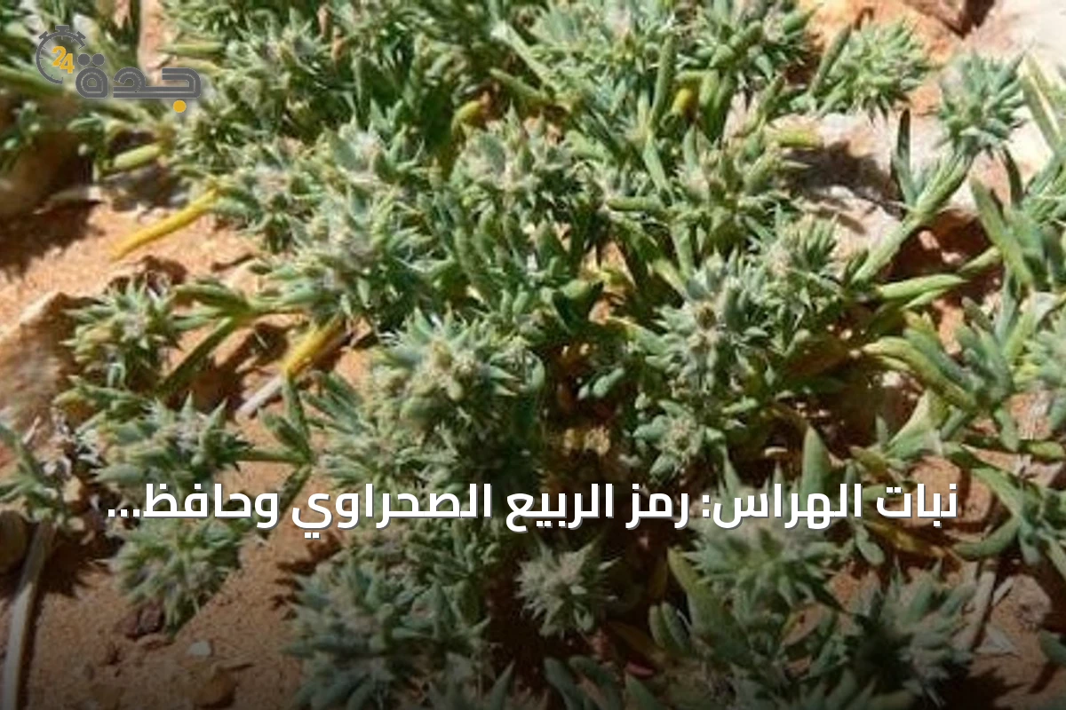 نبات الهراس: رمز الربيع الصحراوي وحافظ التوازن البيئي