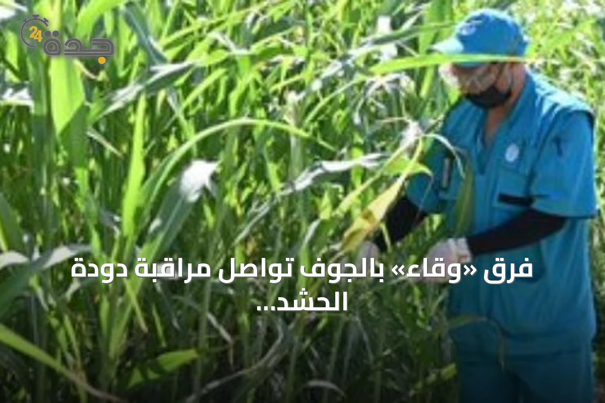 فرق «وقاء» بالجوف تواصل مراقبة دودة الحشد الخريفية في مزارع الذرة