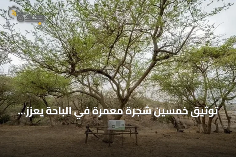 توثيق خمسين شجرة معمّرة في الباحة يعزز حماية التنوع النباتي