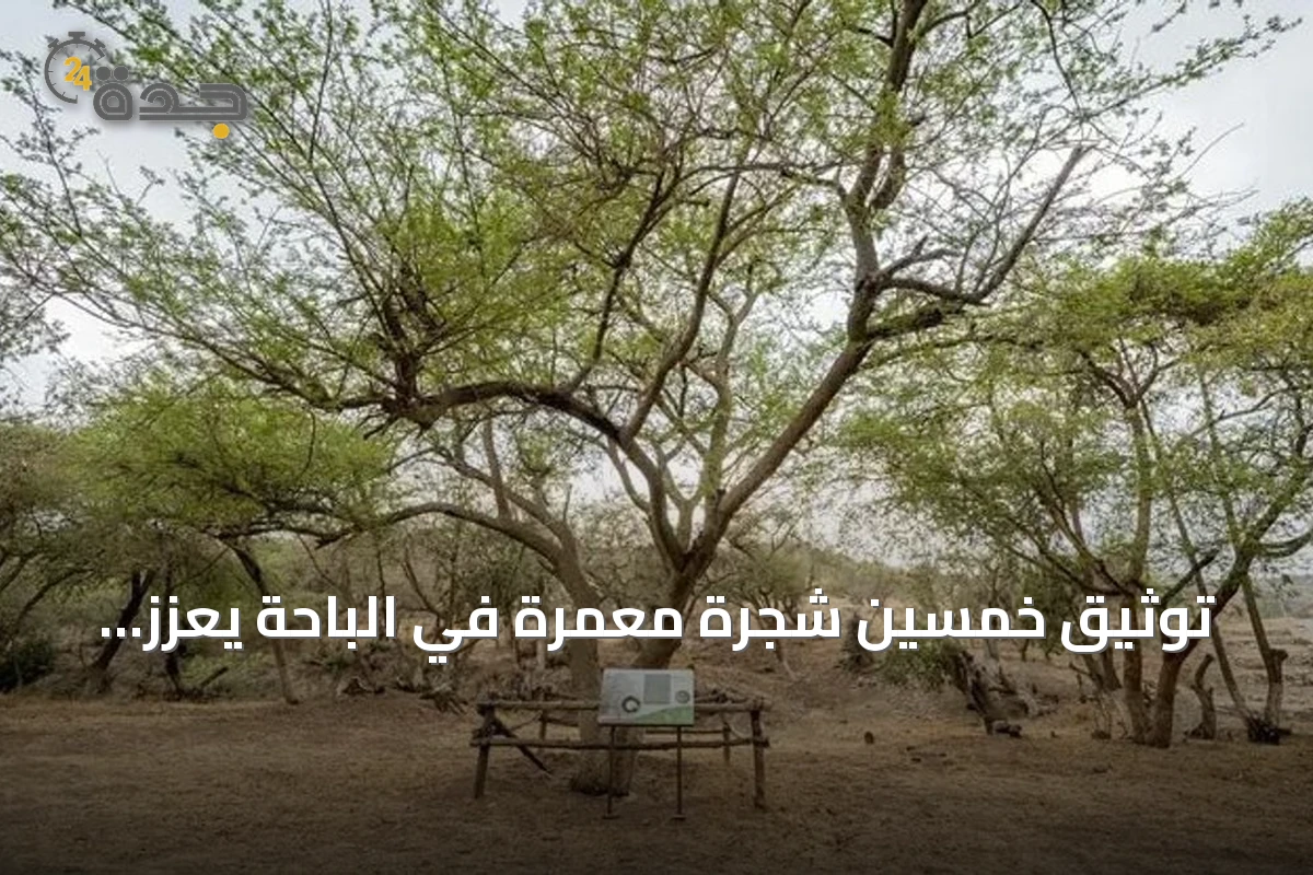 توثيق خمسين شجرة معمّرة في الباحة يعزز حماية التنوع النباتي