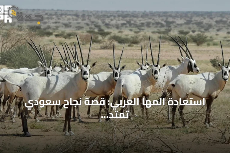 استعادة المها العربي: قصة نجاح سعودي تمتد لأربعة عقود