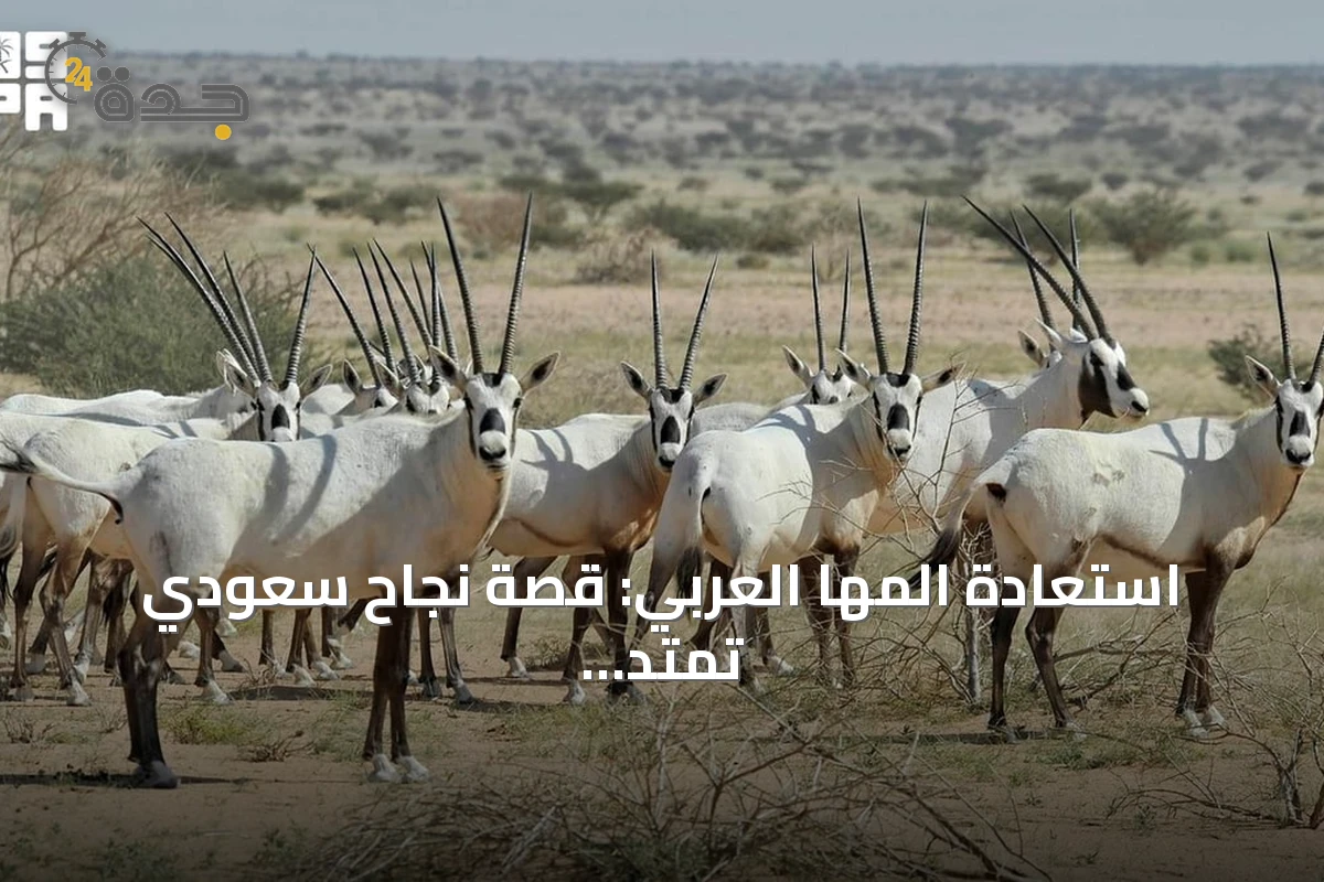استعادة المها العربي: قصة نجاح سعودي تمتد لأربعة عقود