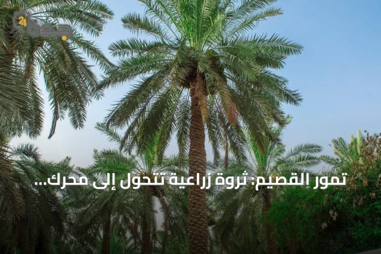 تمور القصيم: ثروة زراعية تتحول إلى محرك اقتصادي يمتد تأثيره خارج المزارع