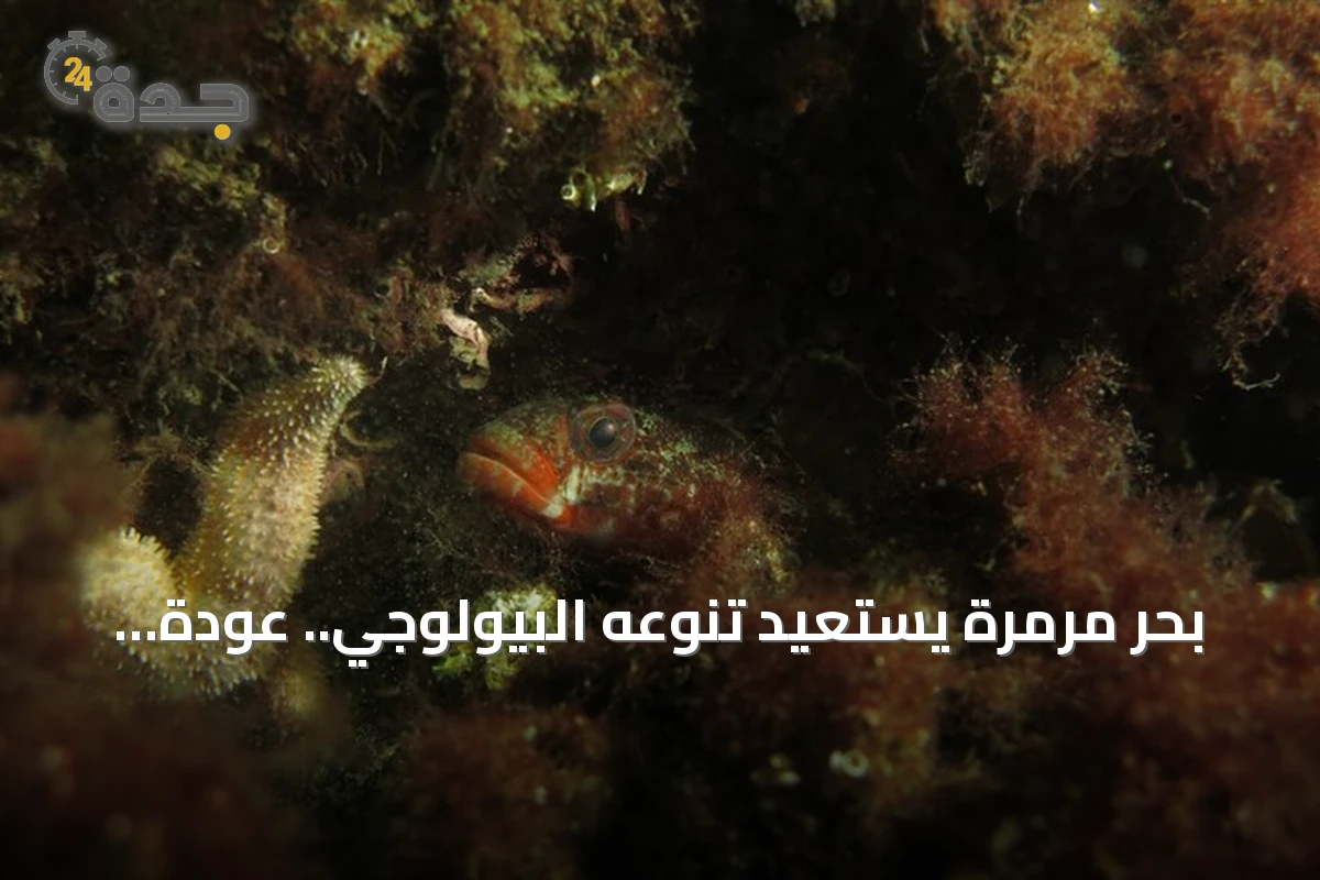 بحر مرمرة يستعيد تنوعه البيولوجي.. عودة كائنات نادرة قبالة جزر الأمراء