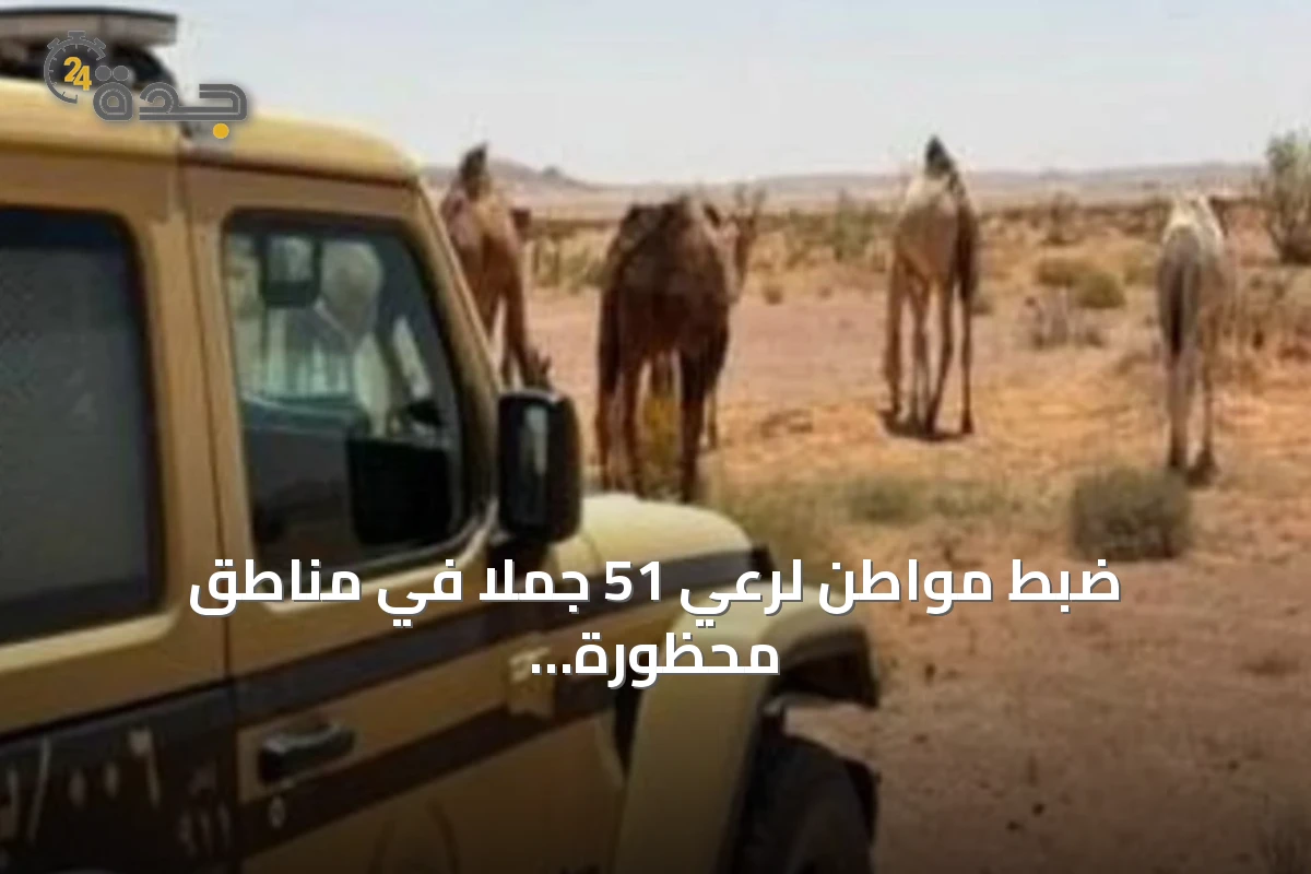 ضبط مواطن لرعي 51 جملاً في مناطق محظورة بالملك عبدالعزيز الملكية