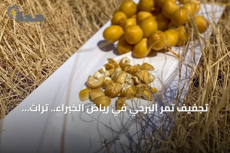 تجفيف تمر البرحي في رياض الخبراء.. تراث زراعي يعصم المحصول من الفاقد