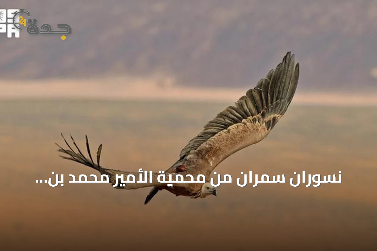 نسوران سمران من محمية الأمير محمد بن سلمان يستقران في أرمينيا والعراق بعد رحلة عبر ثماني دول