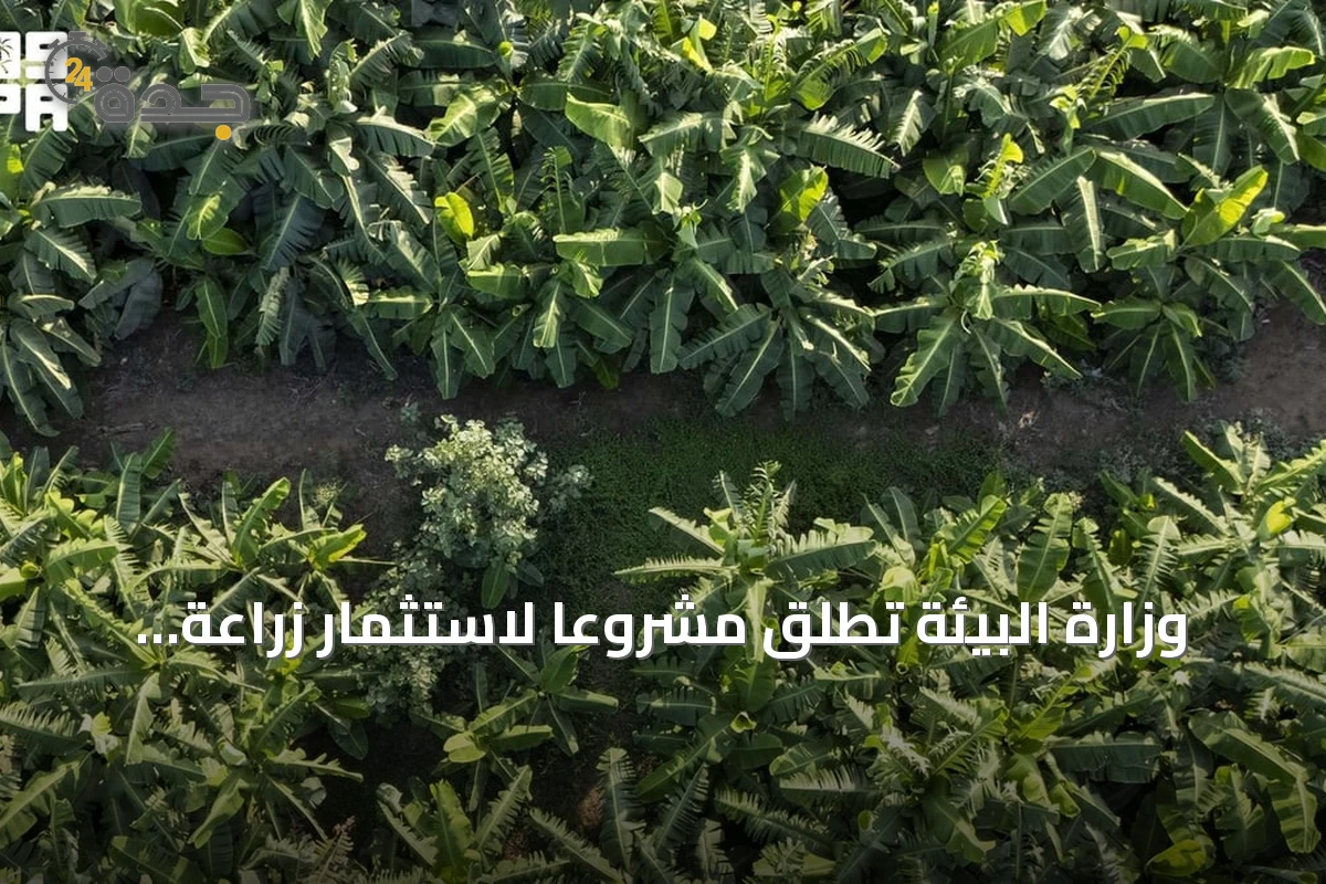 وزارة البيئة تطلق مشروعًا لاستثمار زراعة الفواكه الاستوائية ببيش