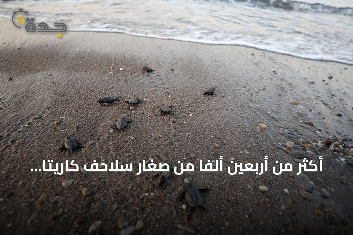 أكثر من أربعين ألفا من صغار سلاحف كاريتا كاريتا تتجه إلى البحر من شاطئ قزل أوت بأنطاليا