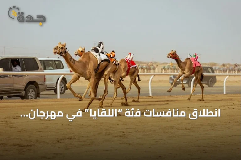انطلاق منافسات فئة “اللقايا” في مهرجان ولي العهد للهجن 2026 على ميدان الطائف