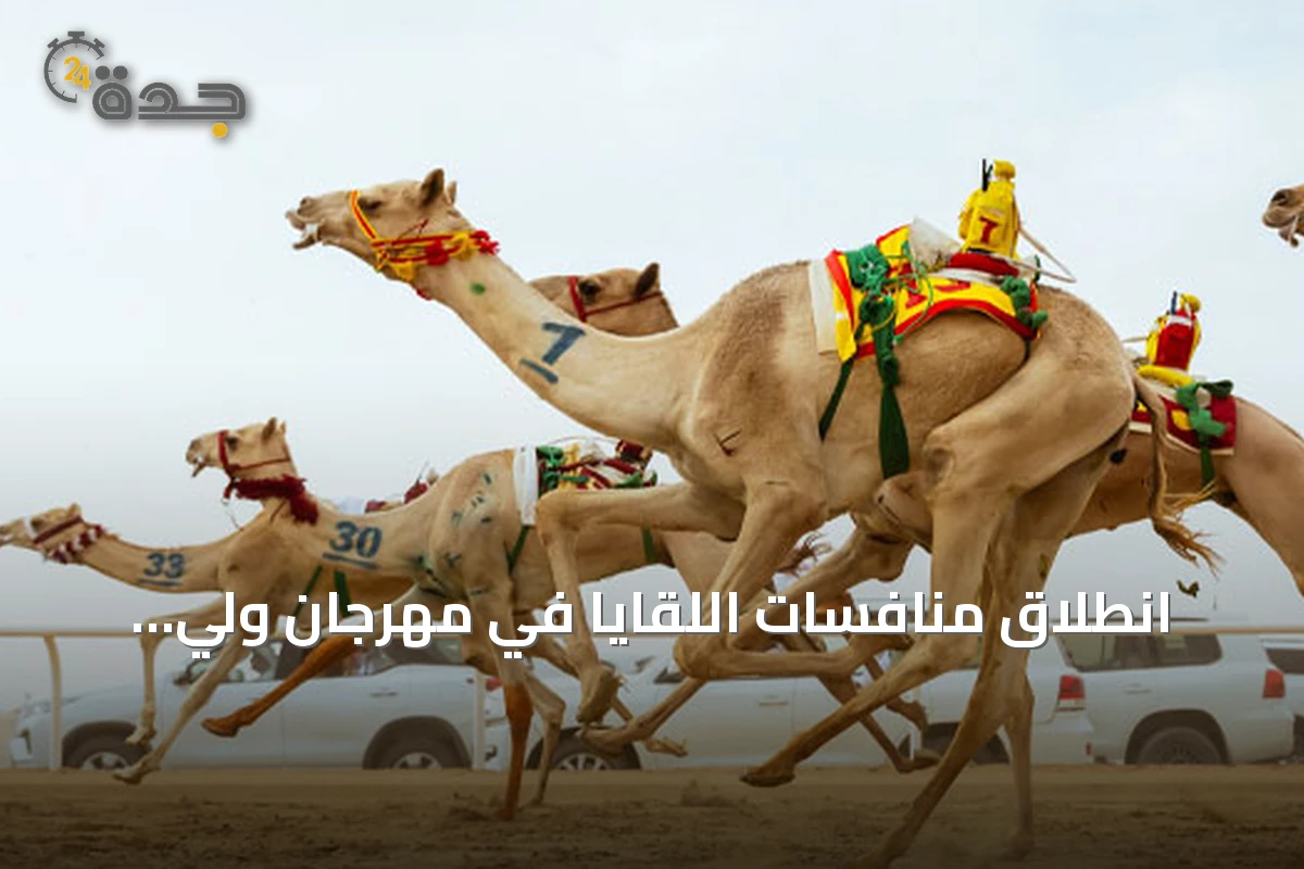 انطلاق منافسات اللقايا في مهرجان ولي العهد للهجن بجوائز تجاوز 10.8 مليون ريال
