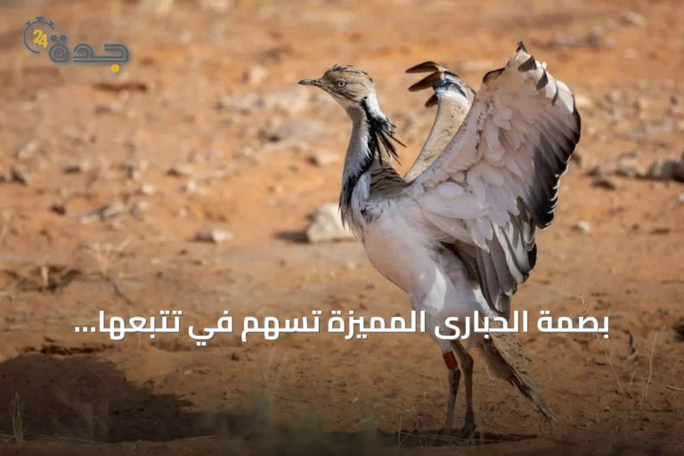 بصمة الحبارى المميزة تُسهم في تتبعها وحماية بيئتها