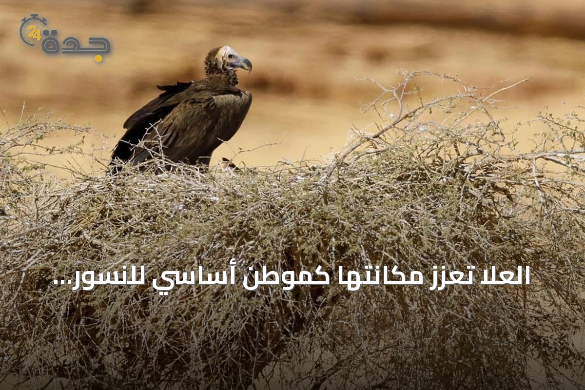 العُلا تُعزز مكانتها كموطن أساسي للنسور وتعزز جهود حمايتها